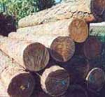 Анализ древесного ствола